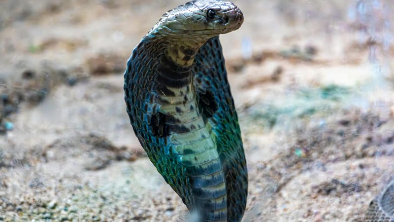 He’s 61, Paying $1,847 a Month for COBRA, and Just Learned Social Security Could Be Cut 28% in Six Years